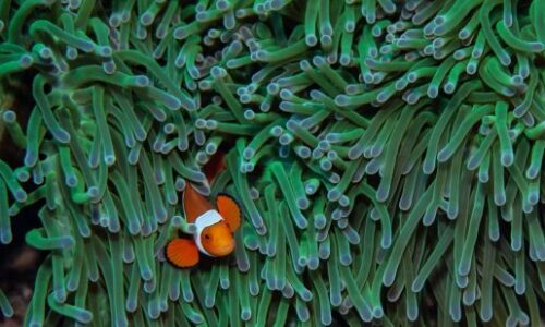 Climate change: Nemo in trouble